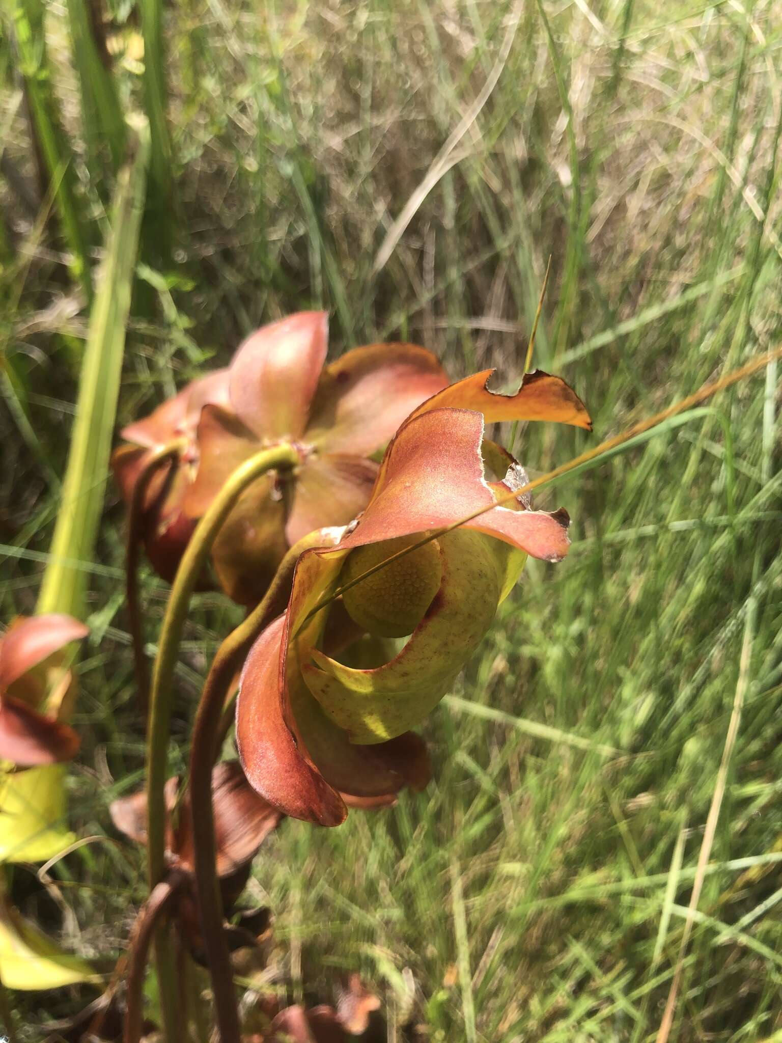 Image of Sarracenia purpurea subsp. venosa (Raf.) Wherry