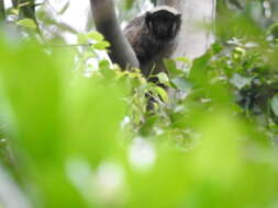 Image of Coimbra Filho's Titi Monkey