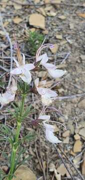 Plancia ëd Teucrium pseudochamaepitys L.