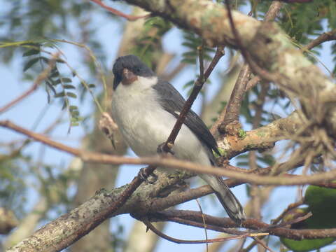 Image of White-bellied Seedeater