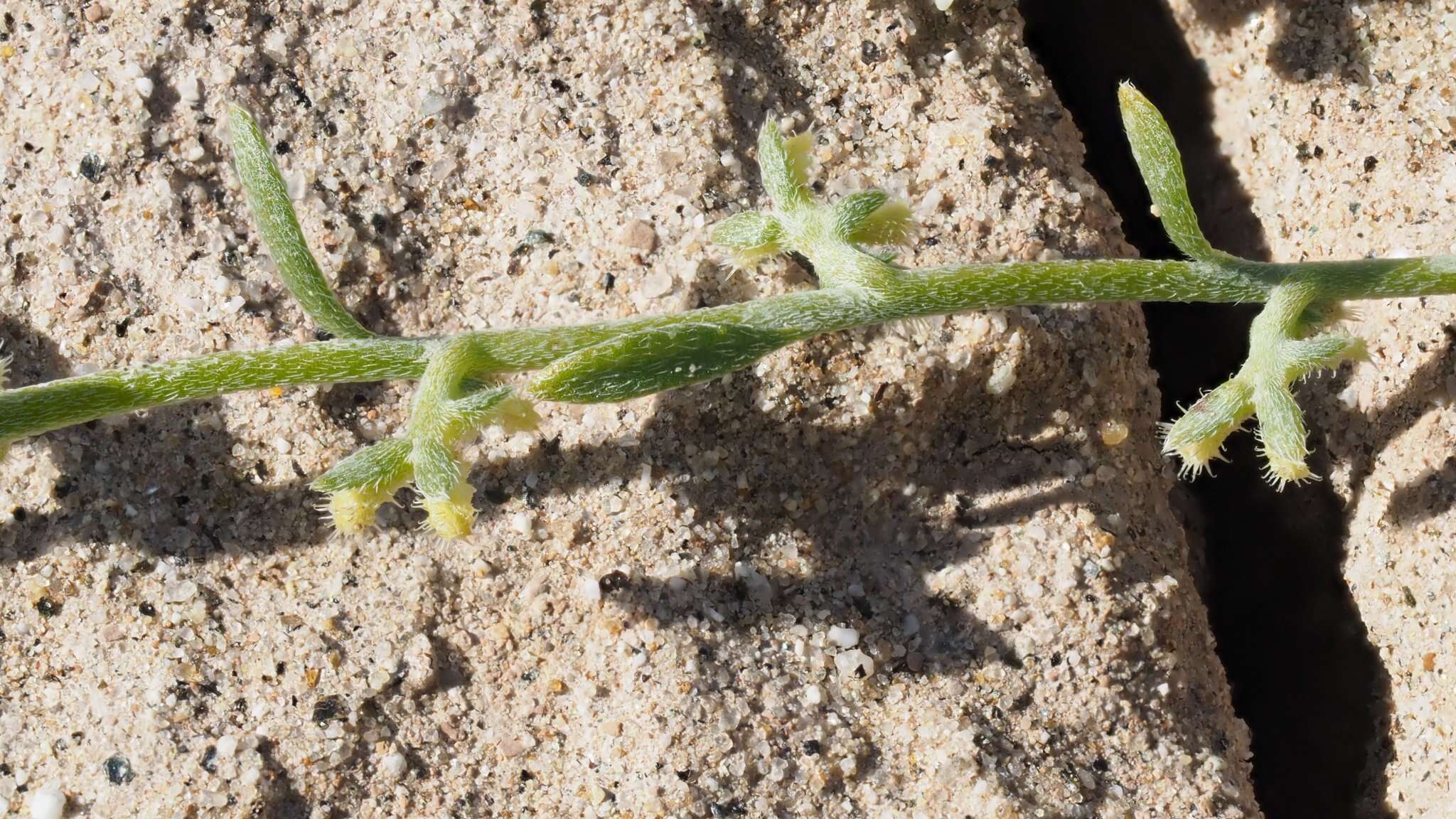 Image of chuckwalla combseed