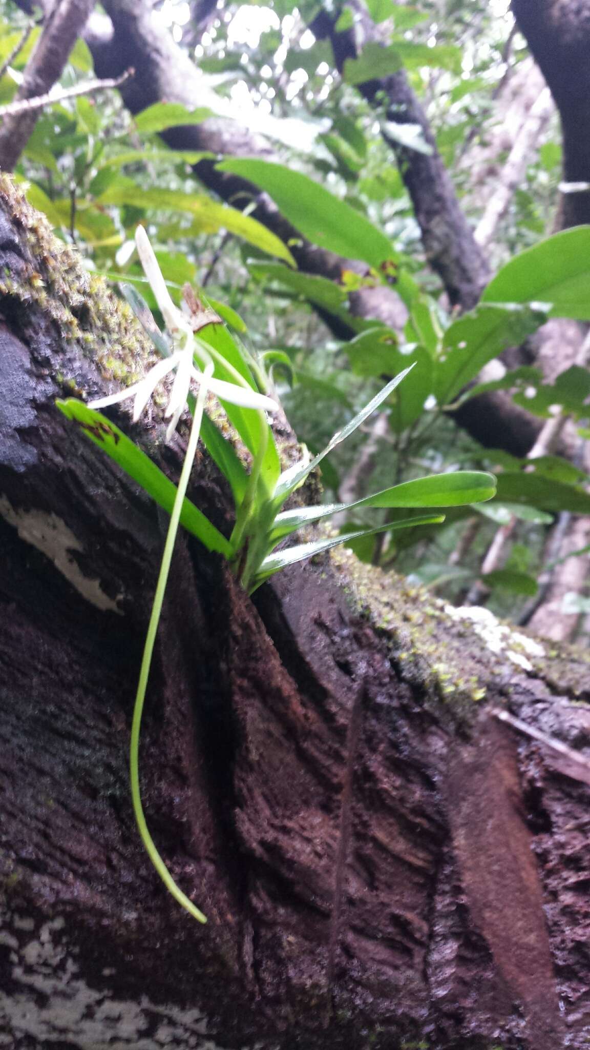 Plancia ëd Jumellea arborescens H. Perrier