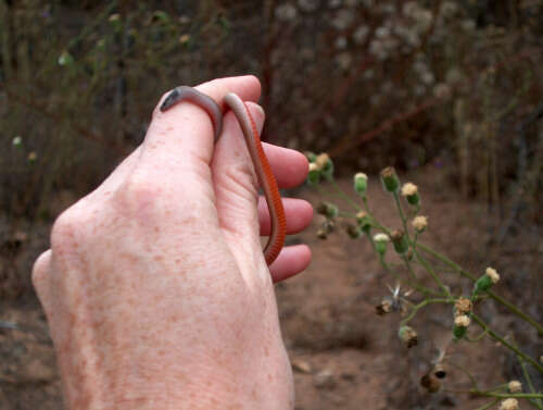 Image of Western Blackhead Snake