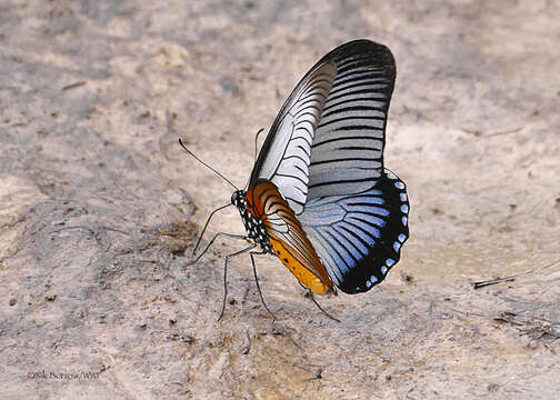 Image of Giant Blue Swallowtail