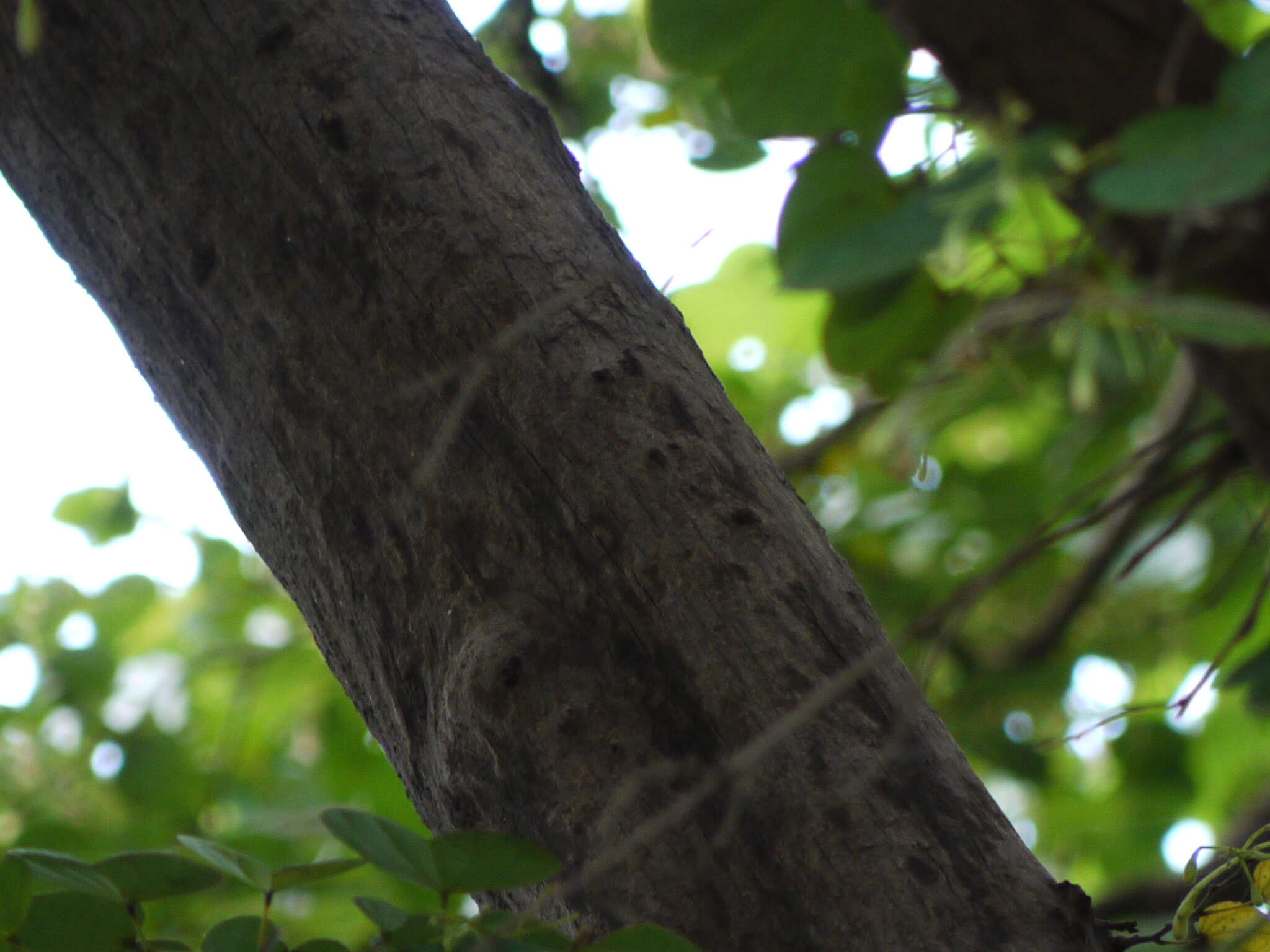 Imagem de Bauhinia racemosa Lam.