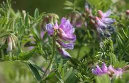 Imagem de Vicia uralensis