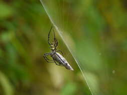 Image of Oval St Andrew's Cross Spider