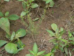 Image of manyflower redstem