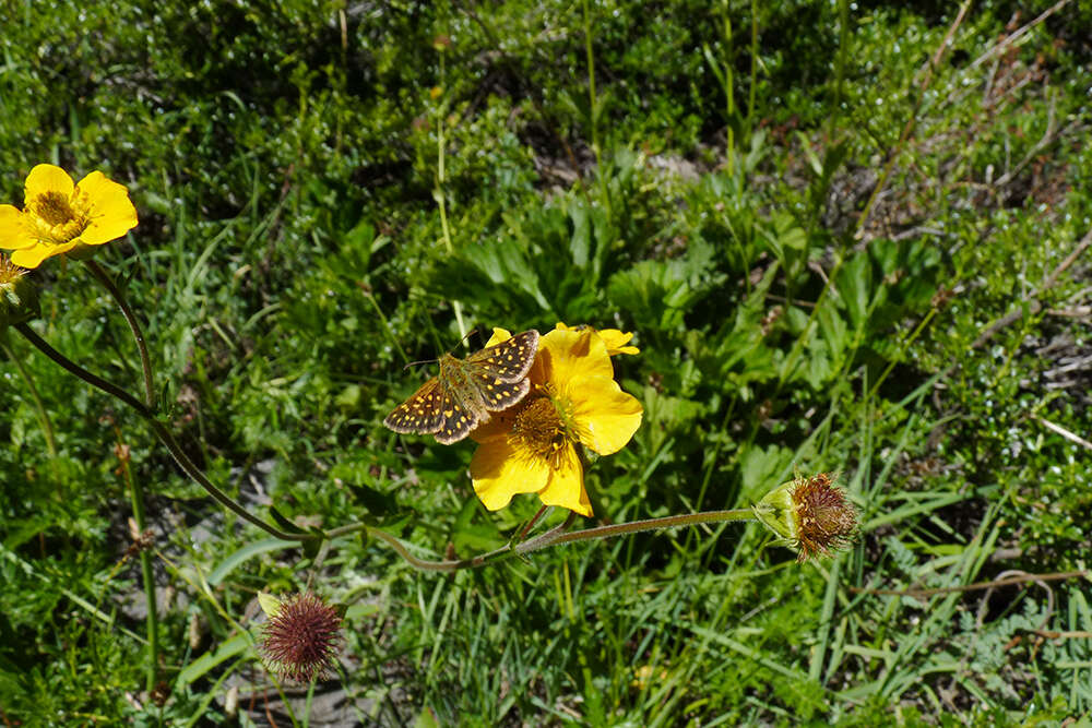 Image of Geum magellanicum Comm. ex Pers.