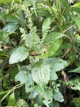 Image of Teucrium viscidum Blume