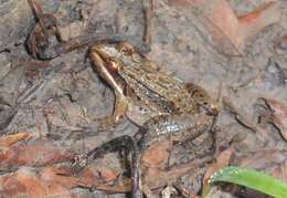 Image of rufous frog