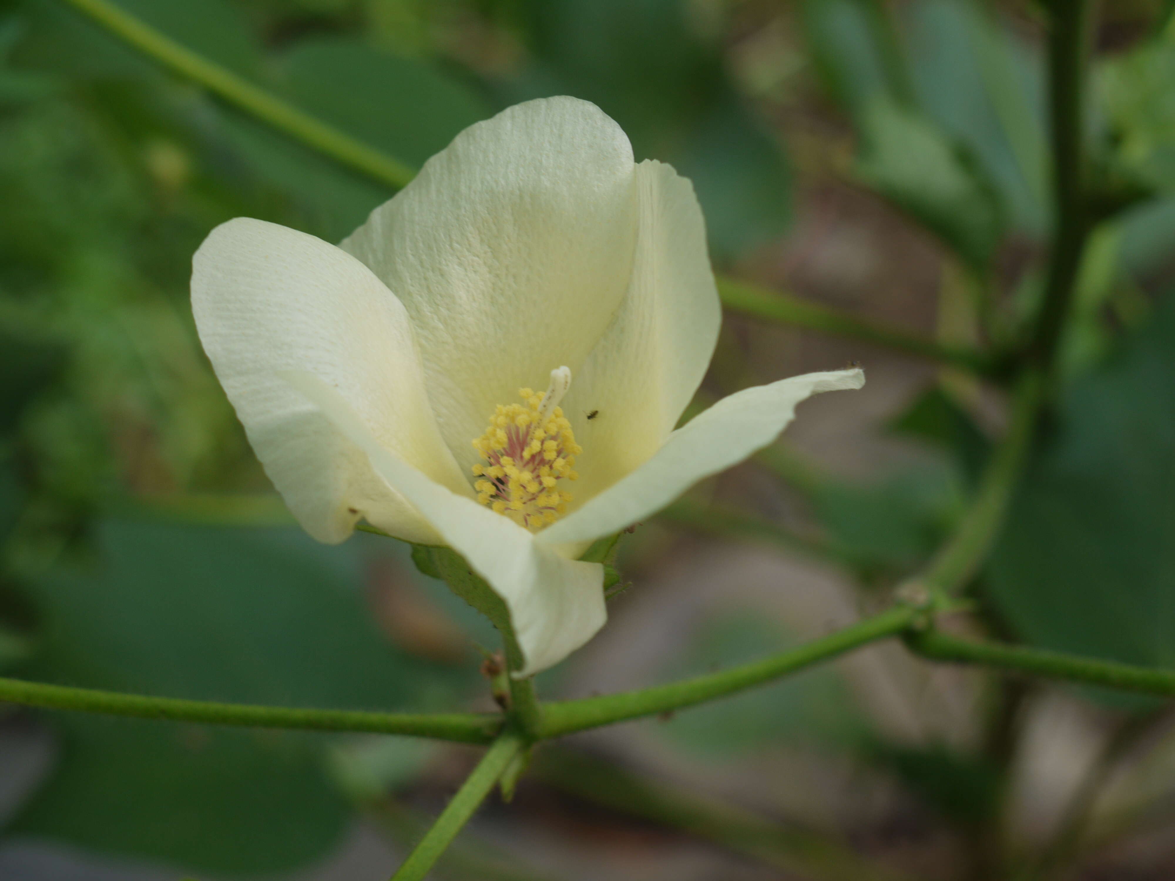 Image of upland cotton