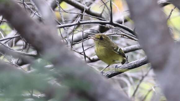 Imagem de Vireo pallens Salvin 1863