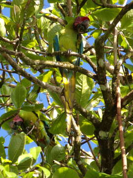 Image of Great Green Macaw