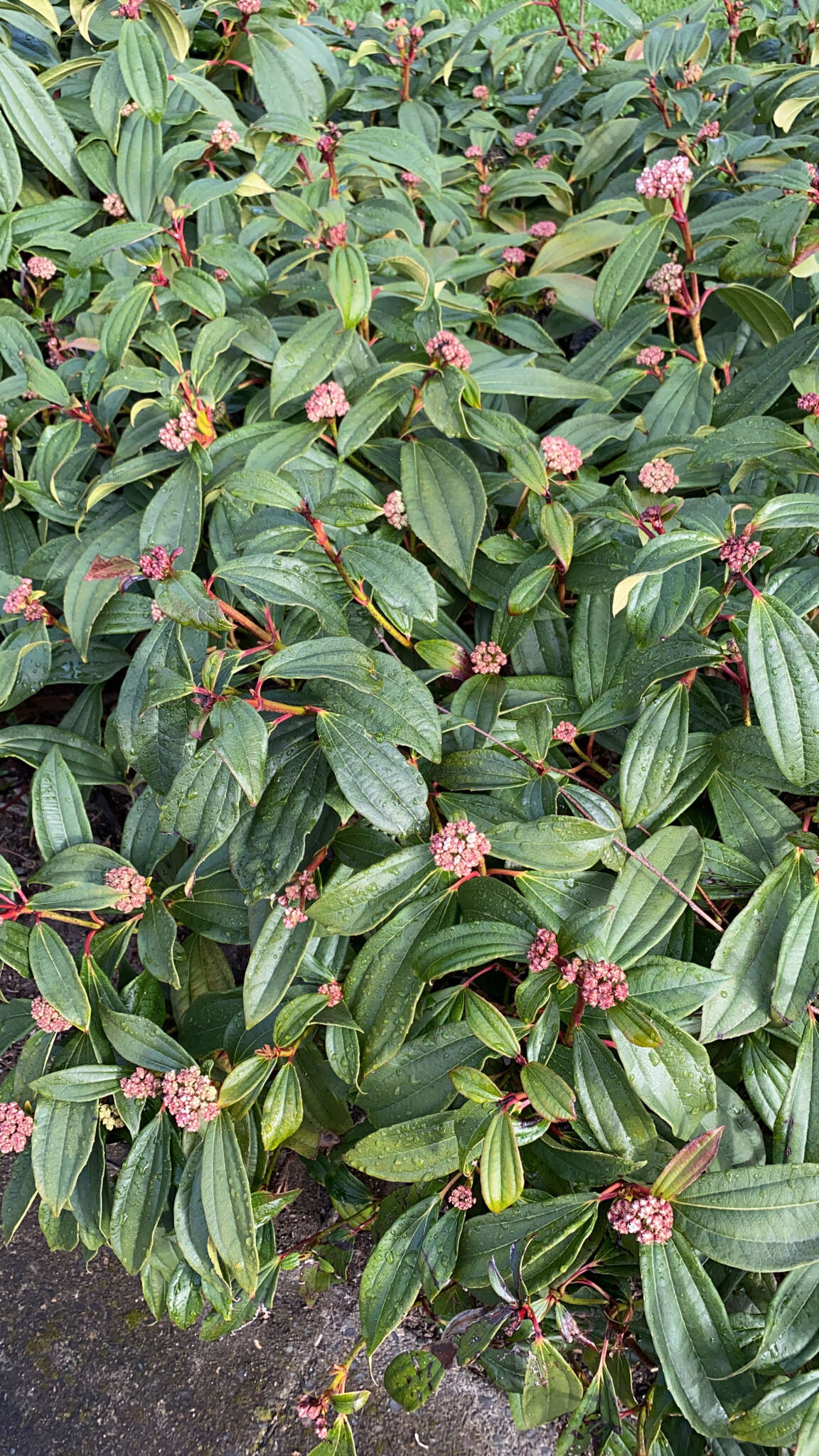 Image de Viburnum davidii Franch.