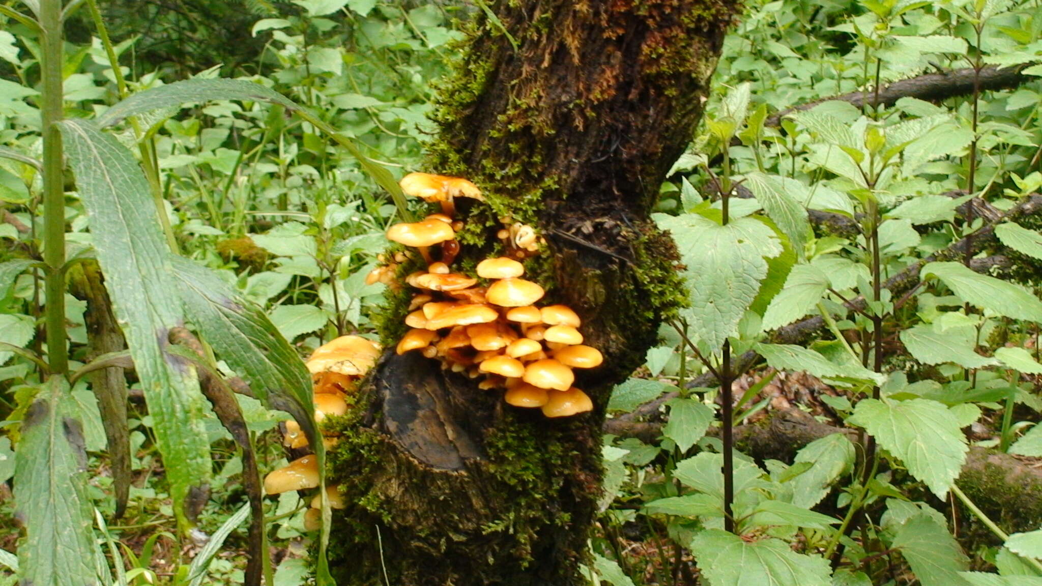 Plancia ëd Flammulina mexicana Redhead, Estrada & R. H. Petersen 2000