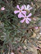 Image of cold-desert phlox