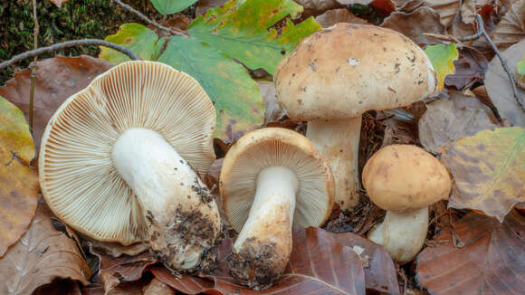 Image of Russula fellea (Fr.) Fr. 1838