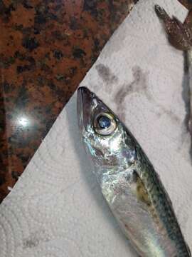 Image of Atlantic Chub Mackerel