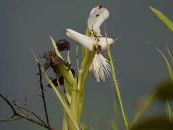 Слика од Pecteilis gigantea (Sm.) Raf.