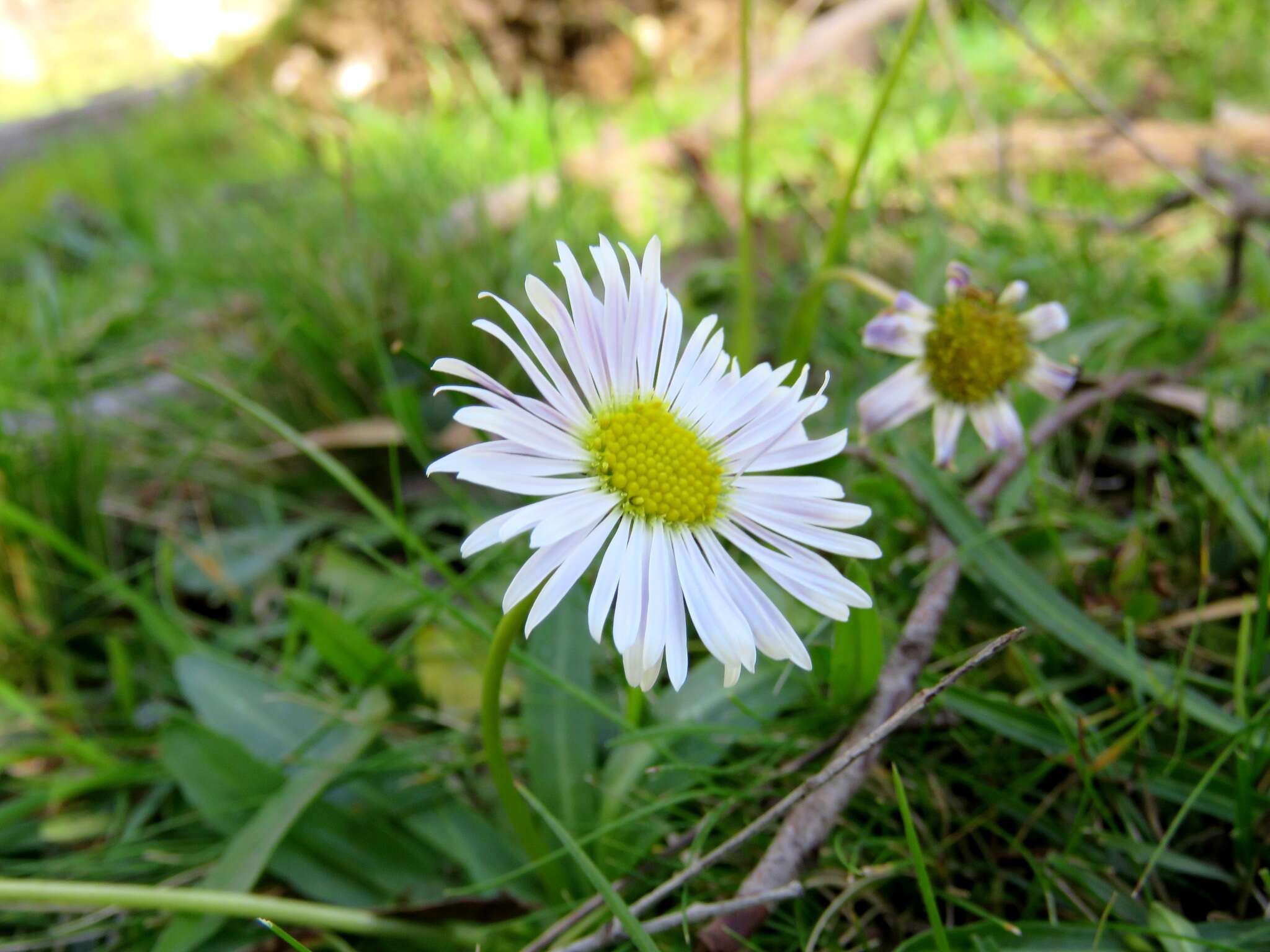 Image of Brachyscome decipiens Hook. fil.