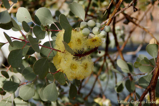 Image of round-leaf mallee