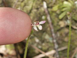 Image of Mauve Fingers