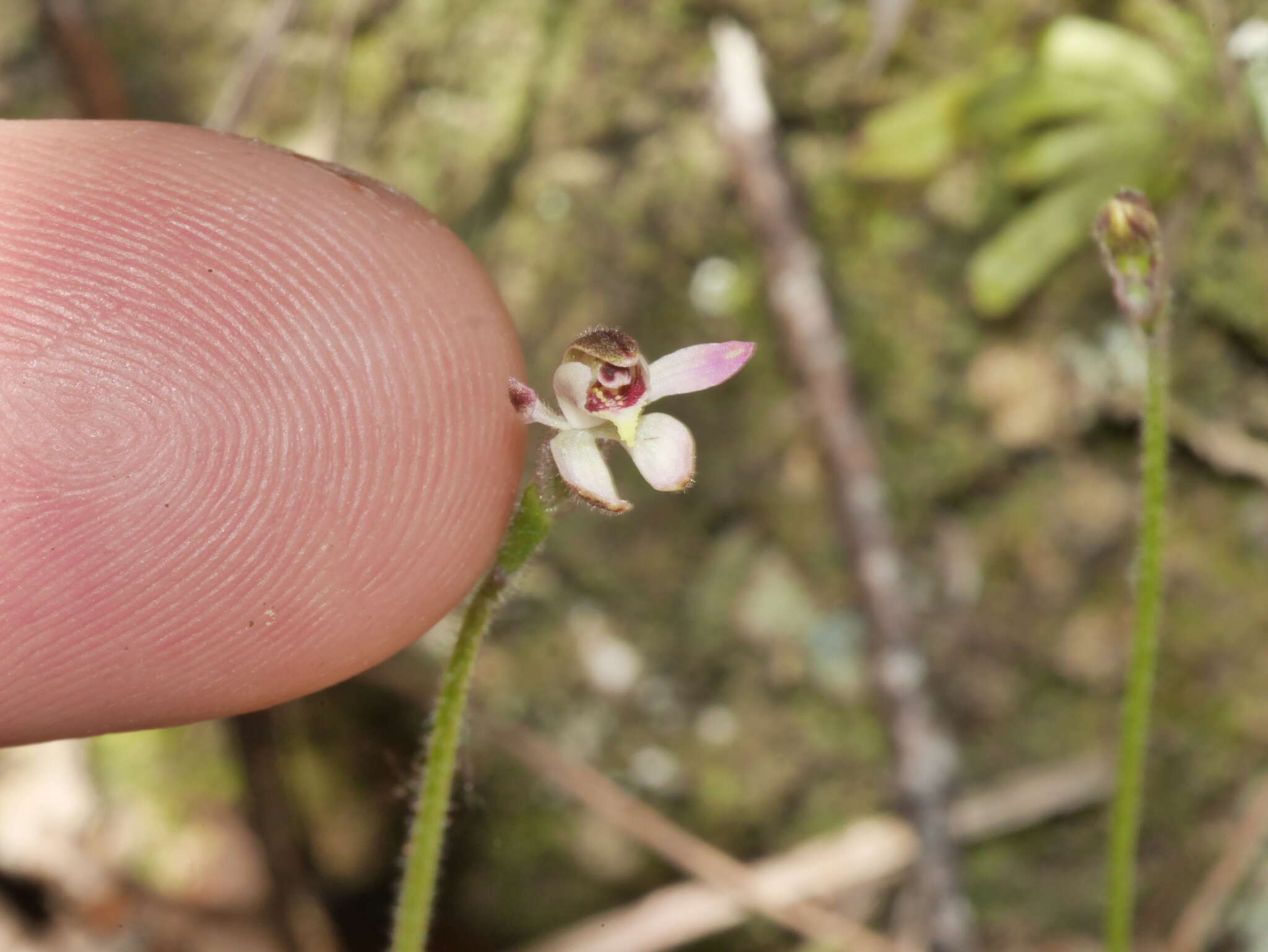 Image of Mauve Fingers