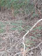 Image of Nuyts Southern Brown Bandicoot