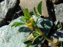 Image de Medicago muricoleptis Tineo