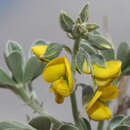 صورة Crotalaria colorata Schinz