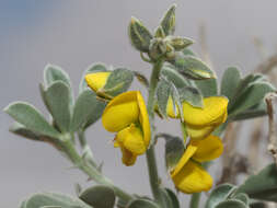 Слика од Crotalaria colorata Schinz