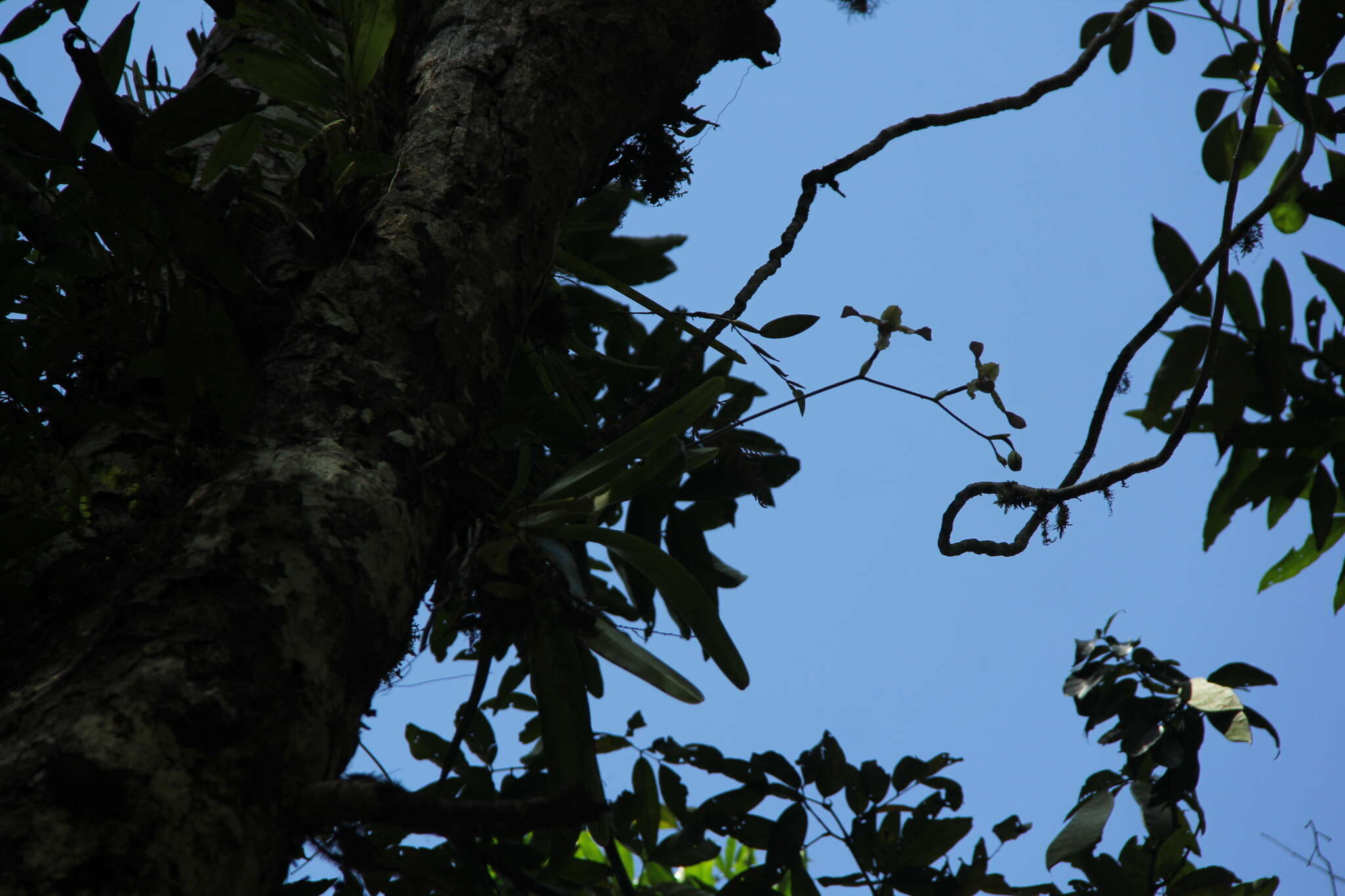 Image of Low's Paphiopedilum