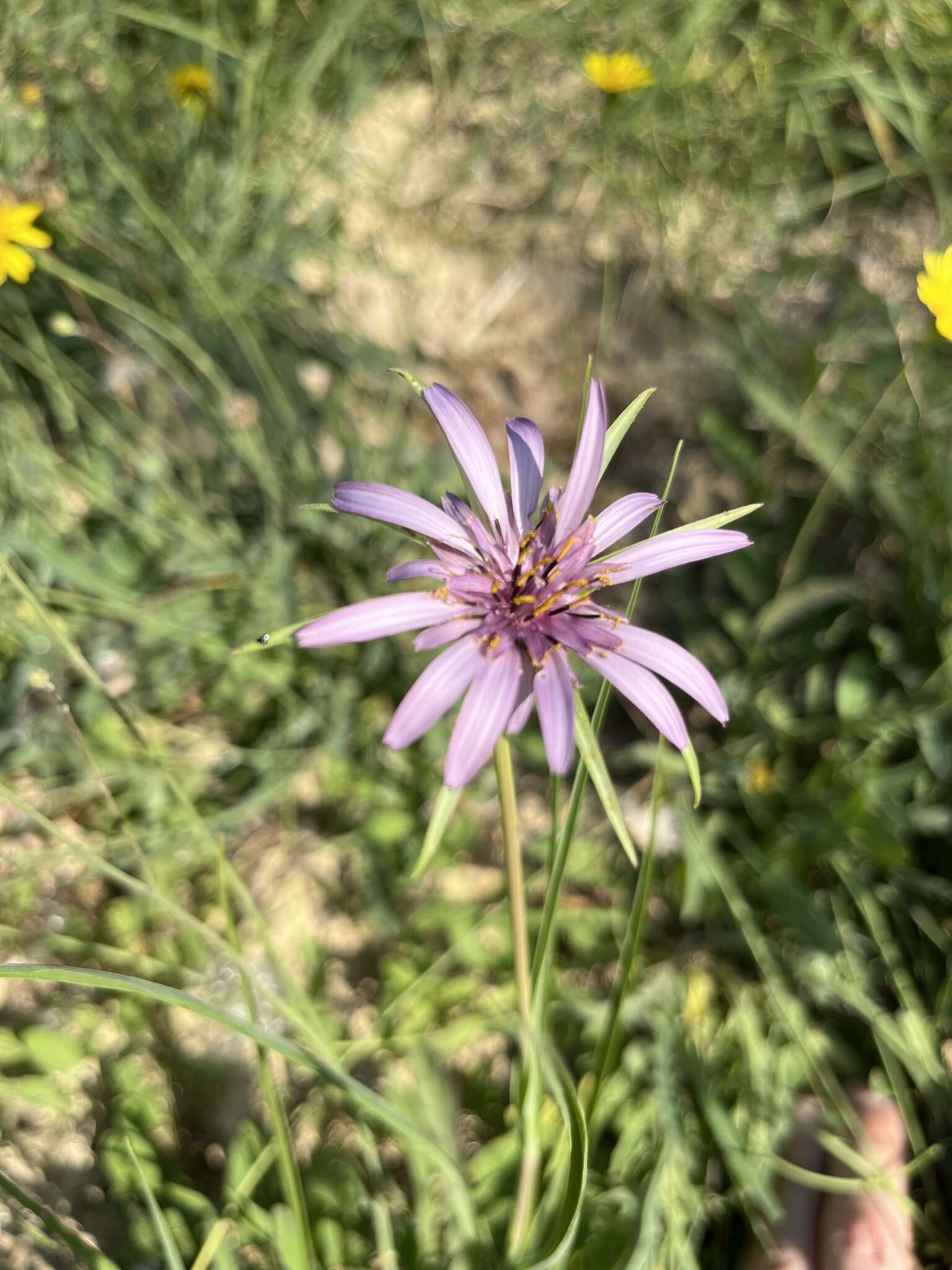 Image de Tragopogon porrifolius subsp. eriospermus (Ten.) Greuter