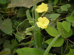 Image of sinkwa towelsponge