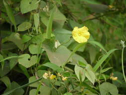 Image of sinkwa towelsponge