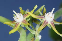 Image of Araujia variegata (Griseb.) Fontella & Goyder