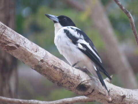 Image of Black-backed Butcherbird