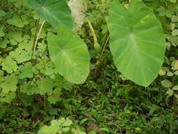 Image of Wild Taro