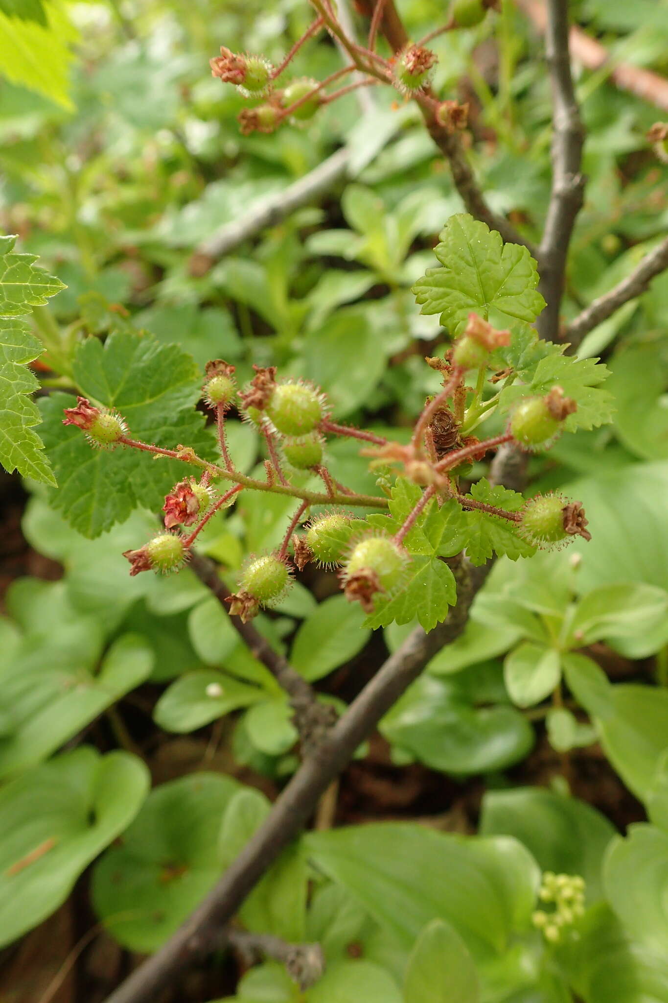 Image of Ribes sachalinense (Fr. Schmidt) Nakai