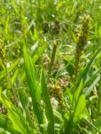 Plantago macrocarpa Cham. & Schltdl. resmi