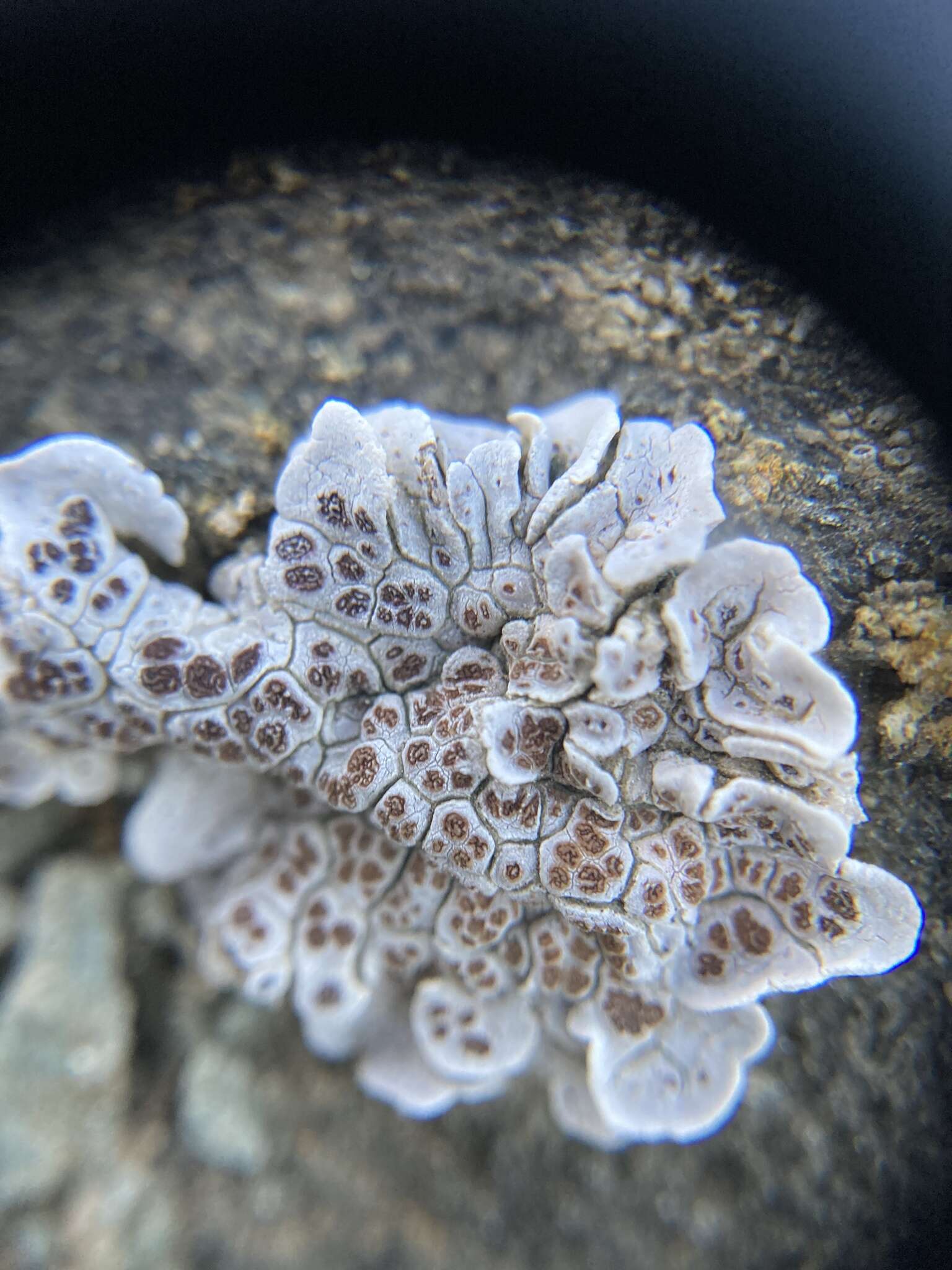 Image of glypholecia lichen