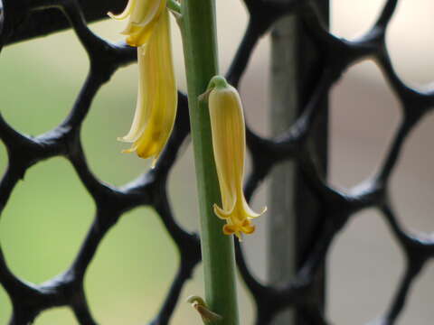 Image of Aloe vera