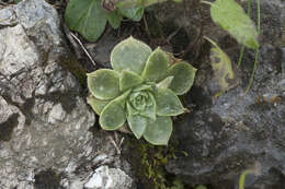 Rosularia glabra (Regel & C. Winkl.) Berger resmi