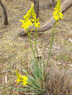 Imagem de Bulbine glauca (Raf.) E. M. Watson