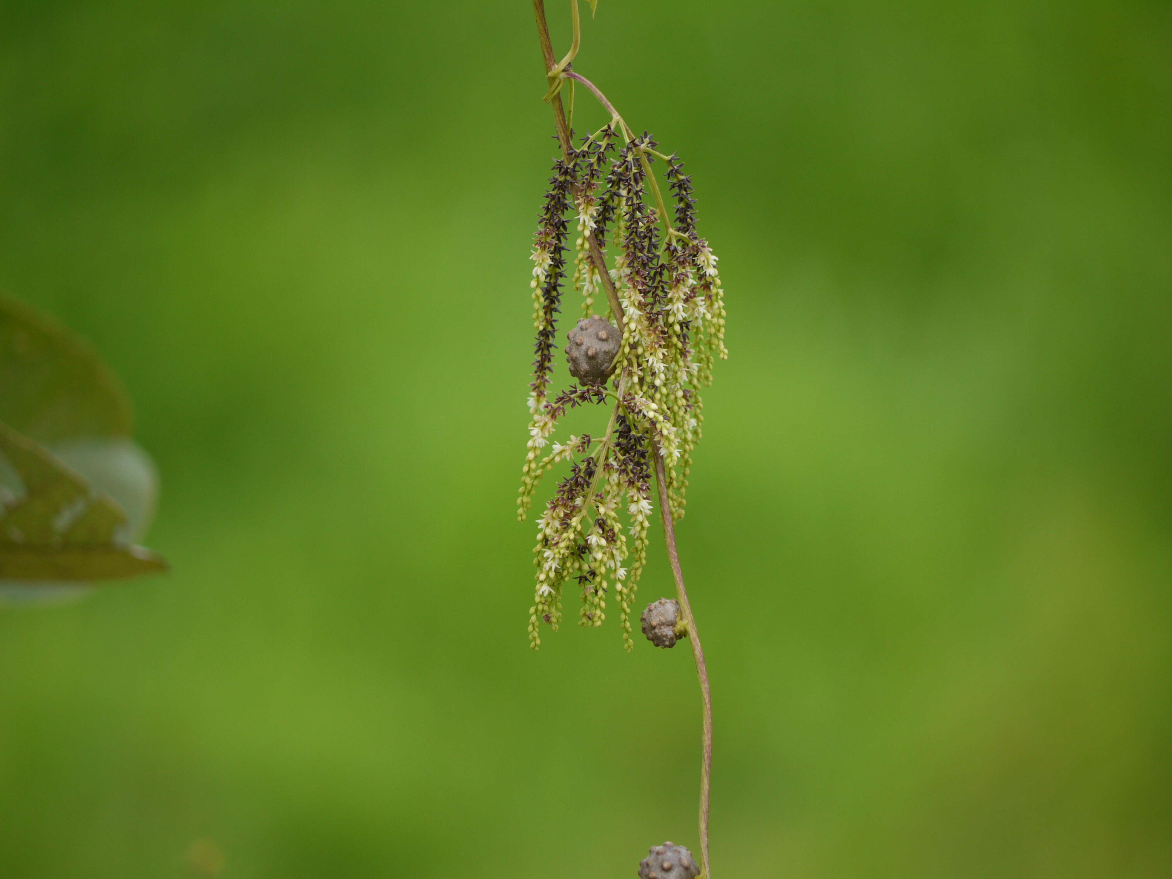 Image of air yam