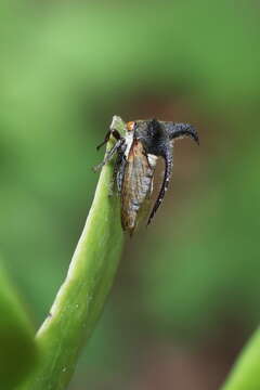 Image of Leptocentrus taurus Fabricius