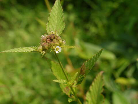 Image of Chocolate Weed