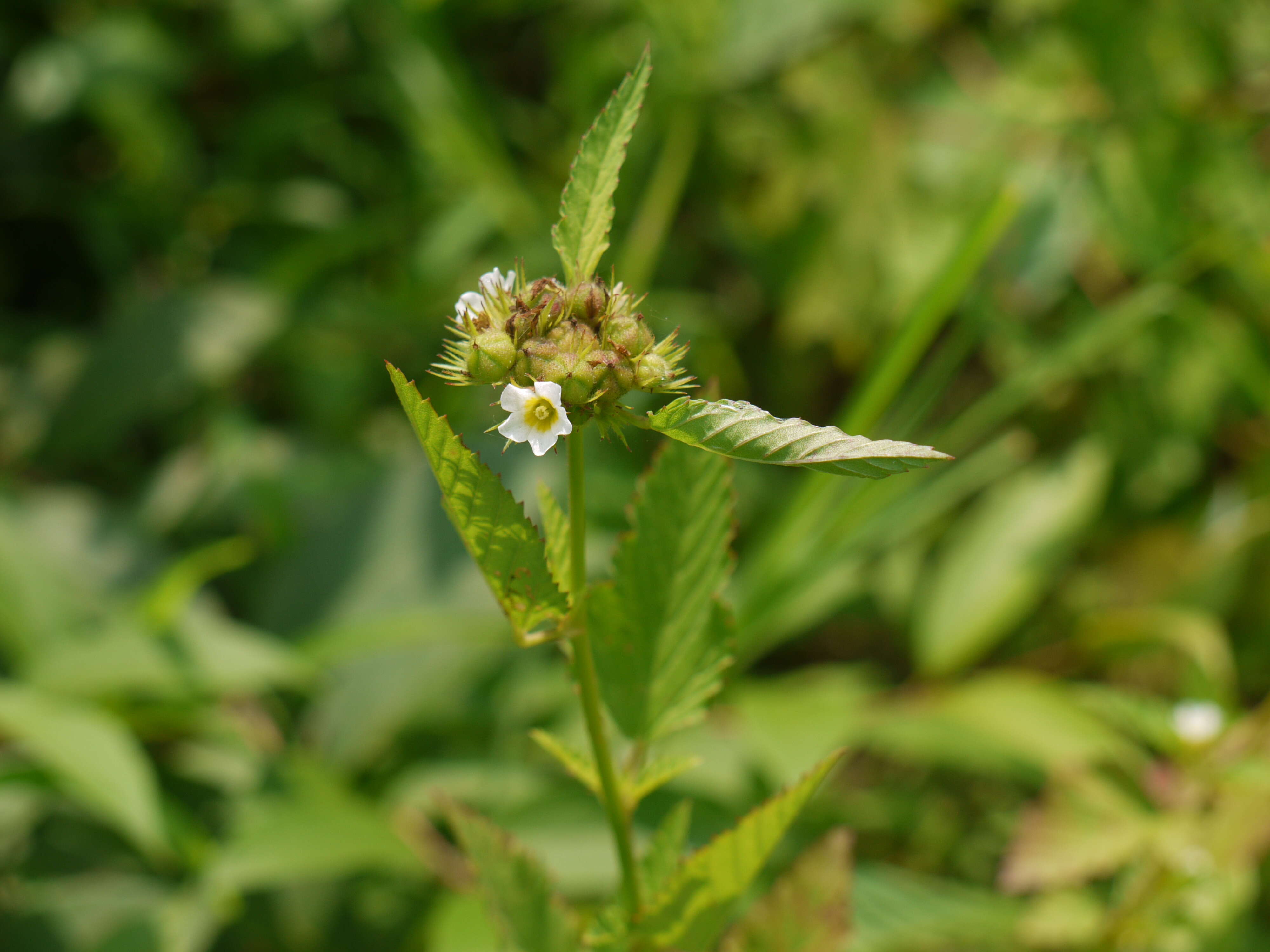 Image of Chocolate Weed