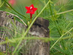 Image of Cypress Vine